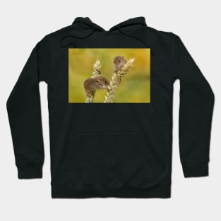 harvest mice on corn Hoodie